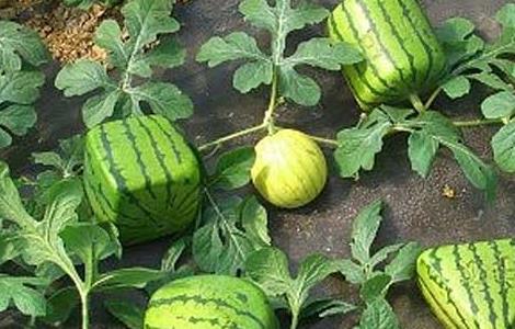 方形西瓜怎么种