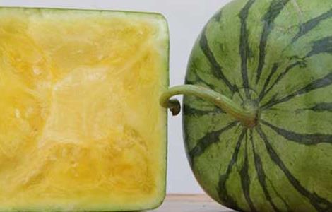 方形西瓜怎么种