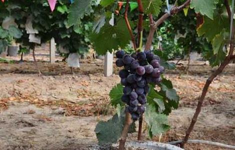 盆栽葡萄种植方法