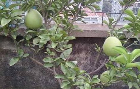 盆栽柚子树的养殖方法（盆栽柚子树的养殖方法和注意事项）