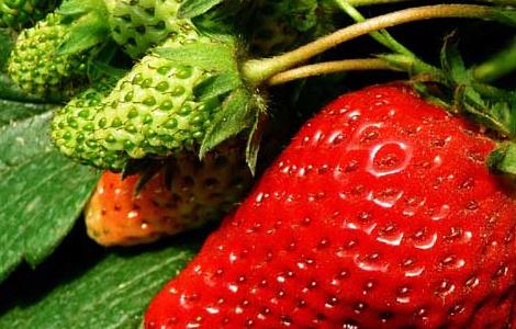 草莓的繁殖方法