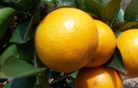 柑橘的存储方法