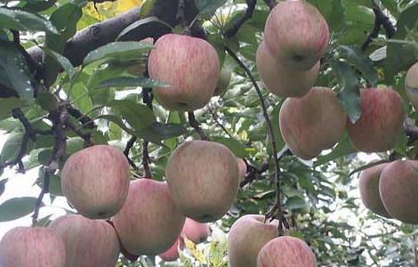 苹果树的寿命有多长（苹果树生长多少年）
