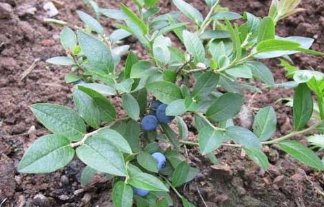 蓝莓的扦插繁殖方法（蓝莓的扦插繁殖方法视频）