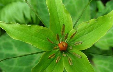 重楼的种植条件