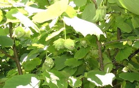 榛子树种植条件 榛子树的种植