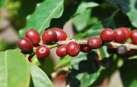 咖啡树种植条件 咖啡种植的条件