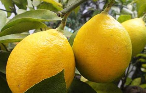 柠檬树繁殖技术 柠檬树繁殖方法