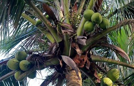 椰子树种植技术（椰子树种植技术与管理）