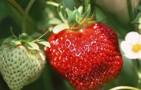 草莓什么时候种植 草莓什么时候种植最好