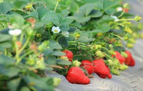 草莓种苗培育技术 草莓种苗繁育技术