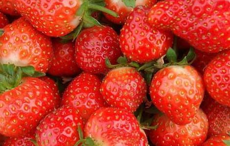 四季草莓种植技术 四季草莓种植技术与管理