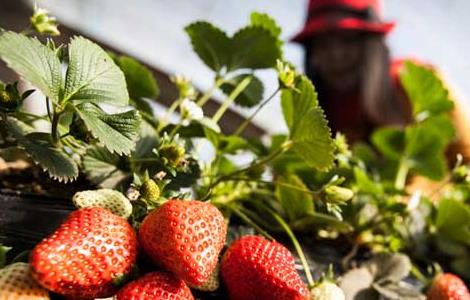 四季草莓种植技术
