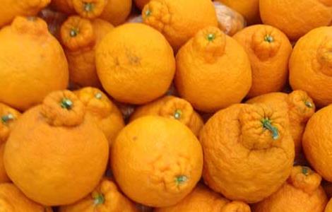 丑橘是转基因吗 橘子是转基因的吗