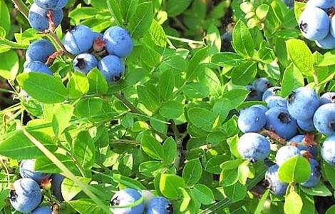 蓝莓苗种植时间（蓝莓苗移栽时间）
