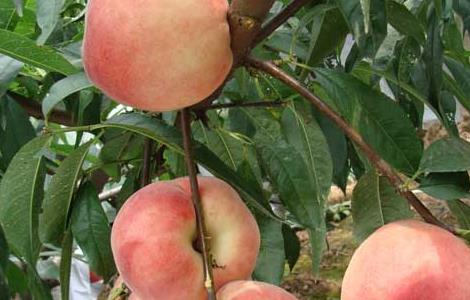 桃树的种植条件 桃树种植条件气候