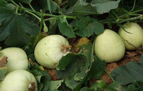白兰瓜大棚栽培技术 白兰瓜的种植与管理