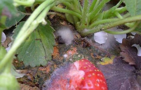 草莓灰霉病用什么特效药 草莓灰霉病用什么特效药效果好