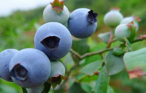 盆栽蓝莓的种植方法 盆栽蓝莓的种植方法和时间