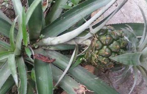 盆栽菠萝的种植方法