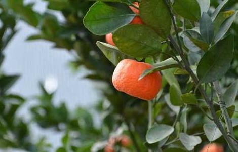 橘子树种植技术