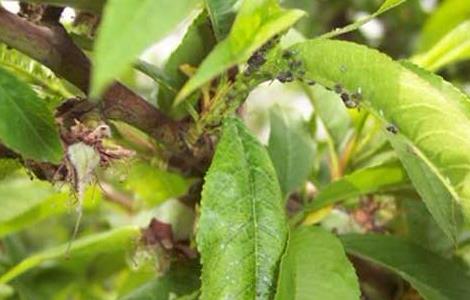 桃树蚜虫的防治方法 桃树蚜虫的防治方法石硫合剂
