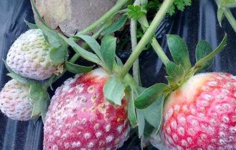 草莓白粉病怎么治 草莓白粉病怎么办