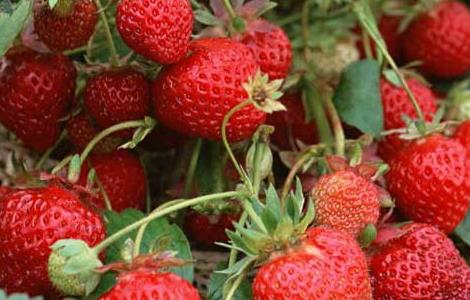 草莓种子的种植方法（草莓种草莓种子的种植方法）