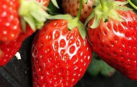 大棚草莓的种植技巧 大棚草莓的种植技巧与方法