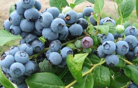蓝莓怎么种植 蓝莓的种植方法和技术