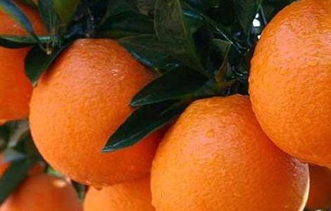 橙子的种植方法与时间 橙子的种植方法与时间和温度