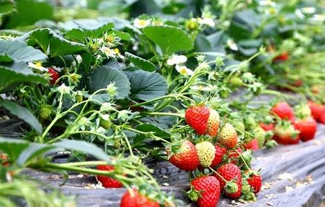 草莓的田间管理技术（草莓田间种植与管理）