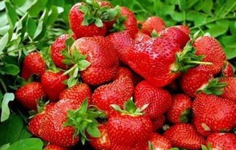 草莓最新无土种植技术 草莓无土种植技术 PPT