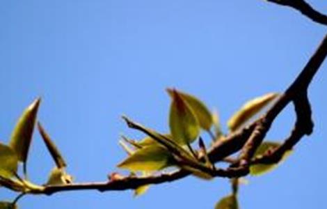 梨树早期落叶的原因和防治方法 梨树早期落叶的原因和防治方法视频