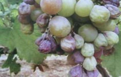葡萄烂果、软粒的原因和防治方法