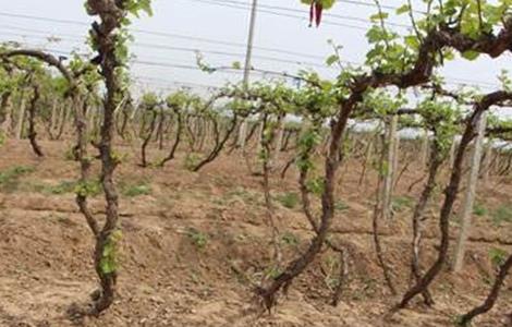 葡萄的种植条件