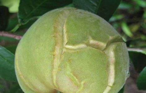 桃子裂果的原因及预防措施 桃子裂果的原因及预防措施图片