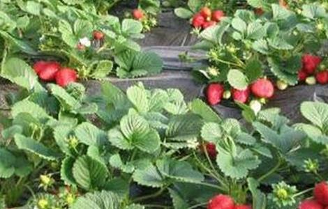 草莓种植不甜的原因 草莓种植不甜的原因是