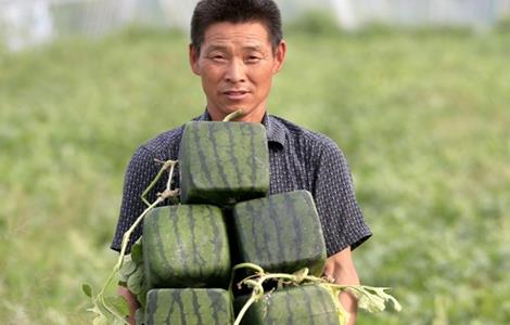 方形西瓜是怎么种的 方形西瓜是如何种出来的