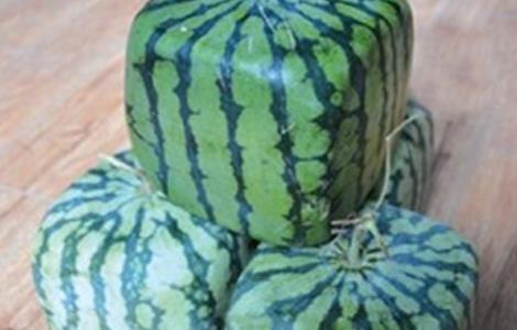 方形西瓜 方法 种植