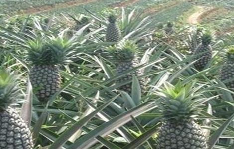 菠萝的施肥方法 菠萝的施肥方法有哪些