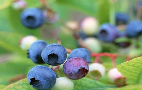 蓝莓的常见病害及防治（蓝莓的常见病害及防治方法）