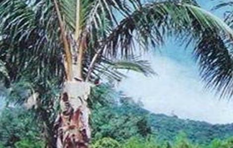 椰子常见病虫害防治方法