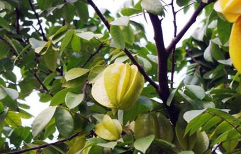 杨桃的高产种植技术