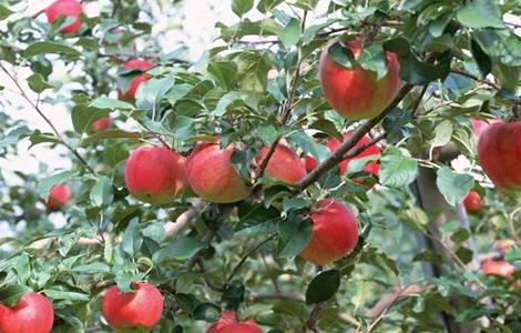 苹果树的高效施肥方法 苹果树的高效施肥方法是什么