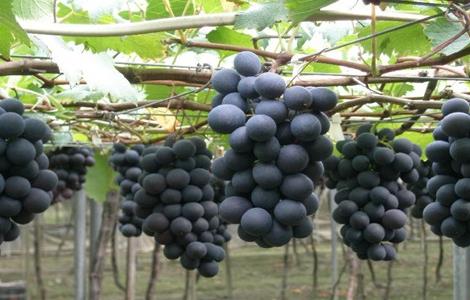 巨峰葡萄 种植 方法