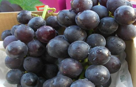 如何提高巨峰葡萄的品质 巨峰葡萄的缺点