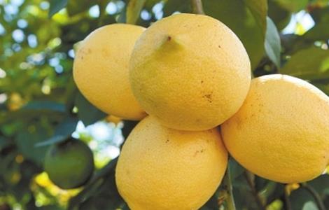 柠檬的常见病虫害及防治 柠檬的常见病虫害及防治方法