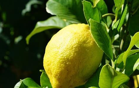 果园 柠檬 管理技术