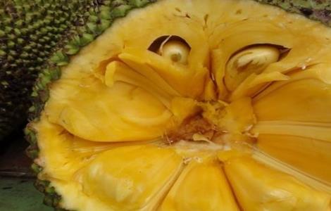 常见病害 菠萝蜜 防治方法